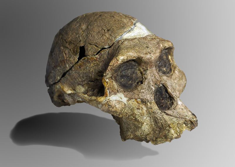 The original 'Mrs Ples' hominid skull